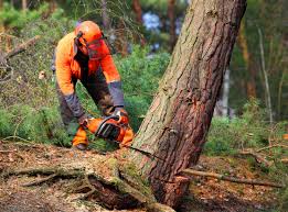 Best Soil Testing and Treatment  in Woods Hole, MA